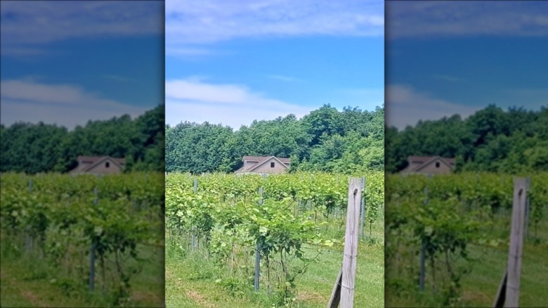 View of Four Maples Vineyard and Winery property