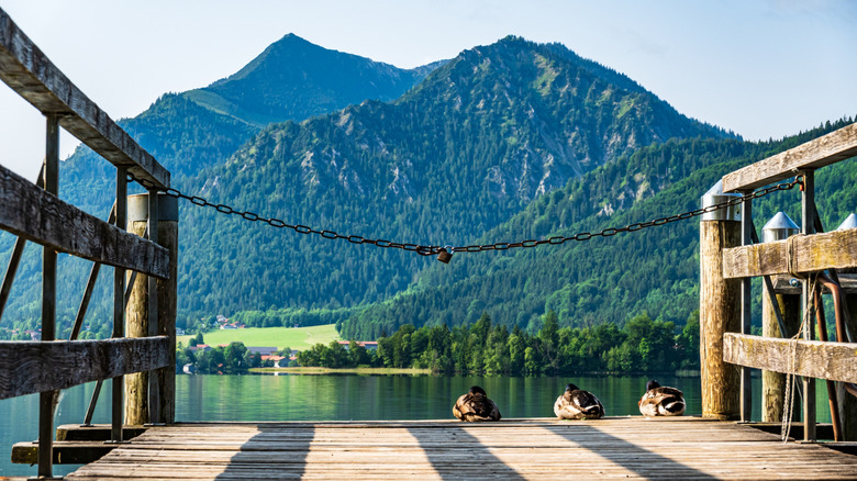 Ducks sitting on a dock going out to the lake Schliersee and mountains