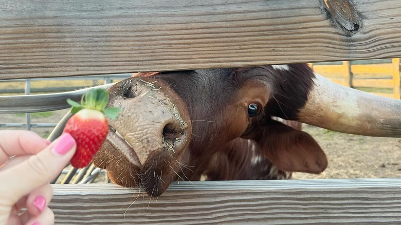 Woman feeds strawberry to farm animal at Langston Ranch in Coward.