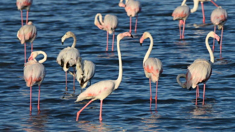 Pink flamingos in a salt marsh in Hyères