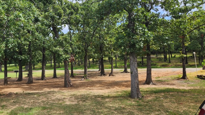 Tall trees dotting the campground and charcoal grills at Arrowhead State Park