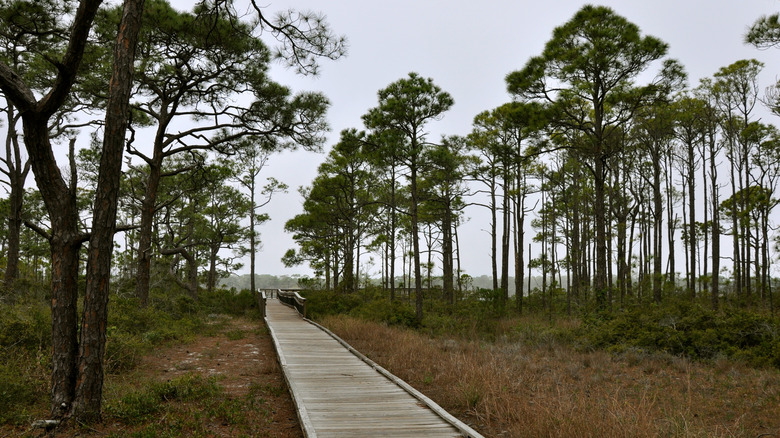 Pine trees surround a wooden boardwalk in Lake George State Forest, Florida.
