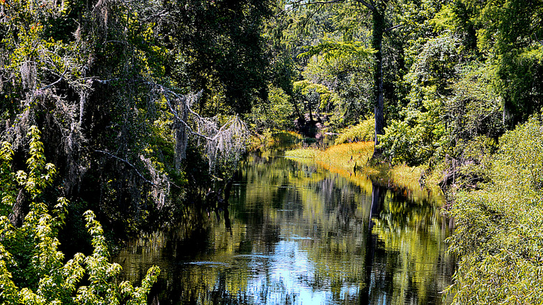The Withlacoochee River in the Green Swamp, Florida