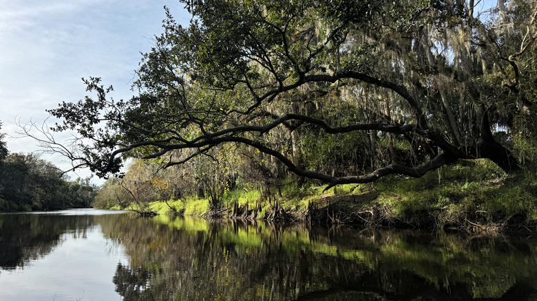 The Peace River in Green Swamp, Florida