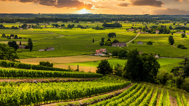 A vineyard in the Burgundy countryside