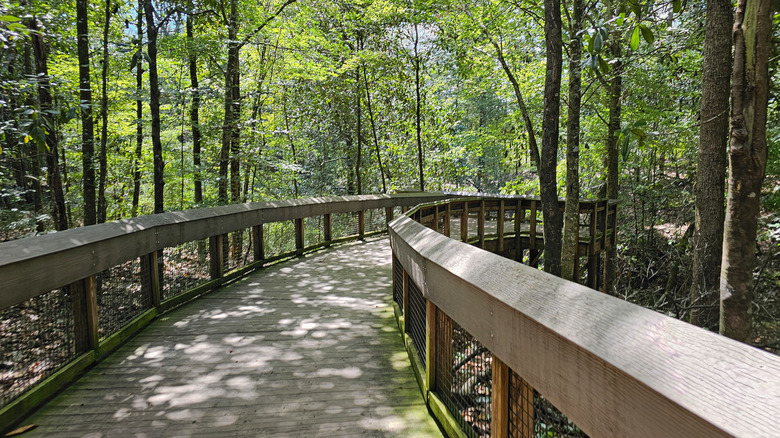 Boardwalk through Falling Waters State Park