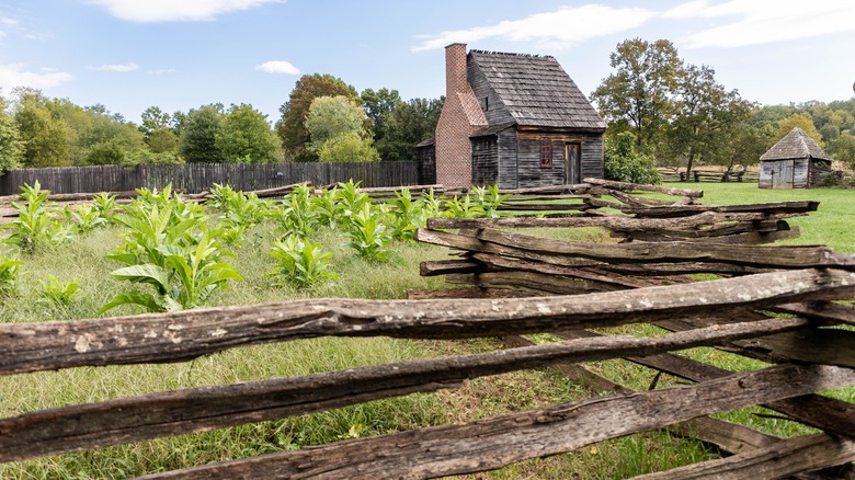 Colonial tobacco farm in Piscataway Park