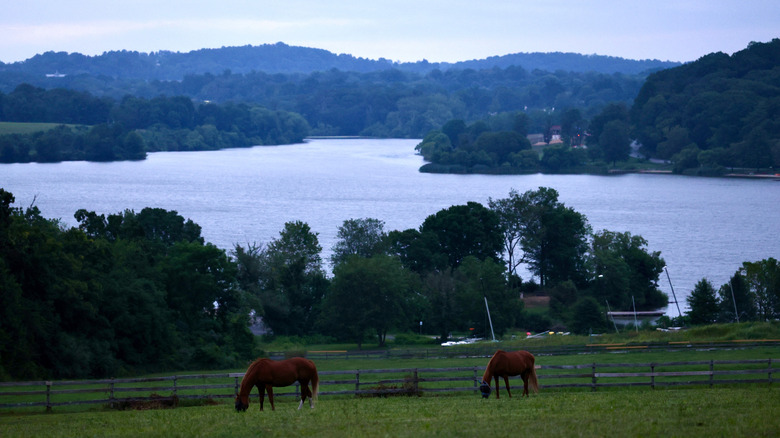 A view of Marsh Creek State Park's lake with horses in front