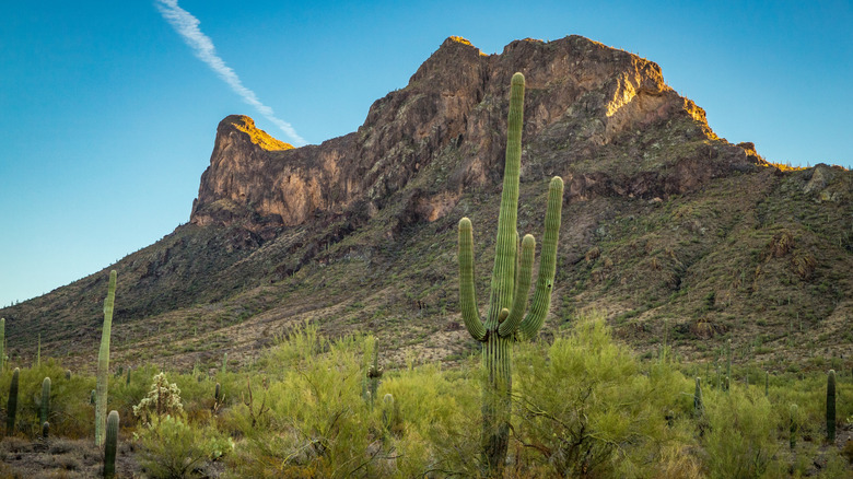 Picacho Peak and saguaro cacti