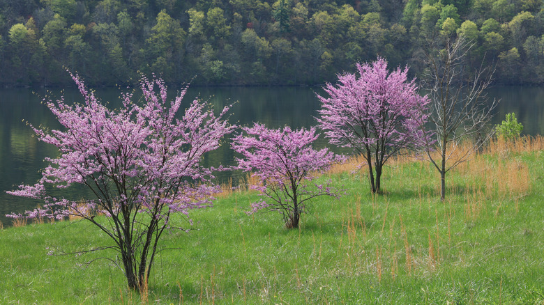 Purple spring blooms along Raystown Lake