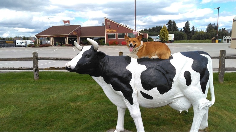 A corgi sits on top of a cow sculpture in front of a restaurant in Napavine, Washington.