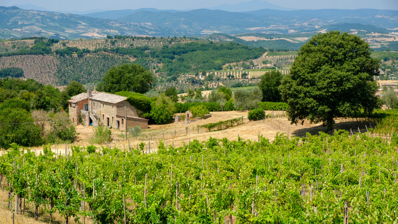 Vineyards between Todi and Orvieto in Umbria, Italy