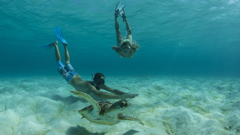 Two snorkelers swim with a sea turtle in the Grenadines