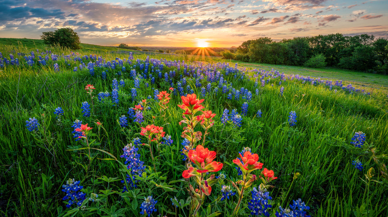 The beautiful and colorful wildflowers inTexas