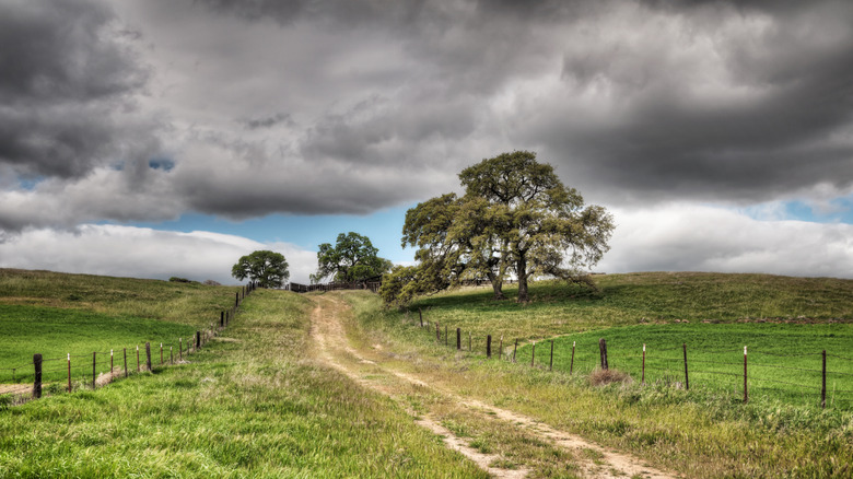 A country dirt road dotted with trees in Antioch, California