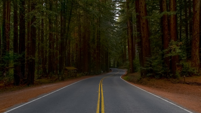 Road view passing through redwood trees in the Nicasio Valley area in California.