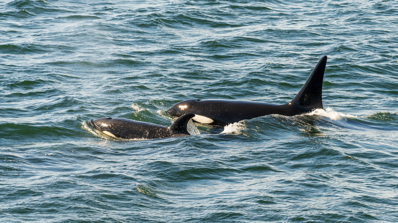 Orcas swimming in Salish Sea near Anacortes
