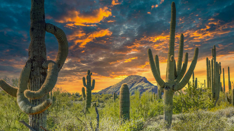 Desert scenery near Cave Creek, AZ