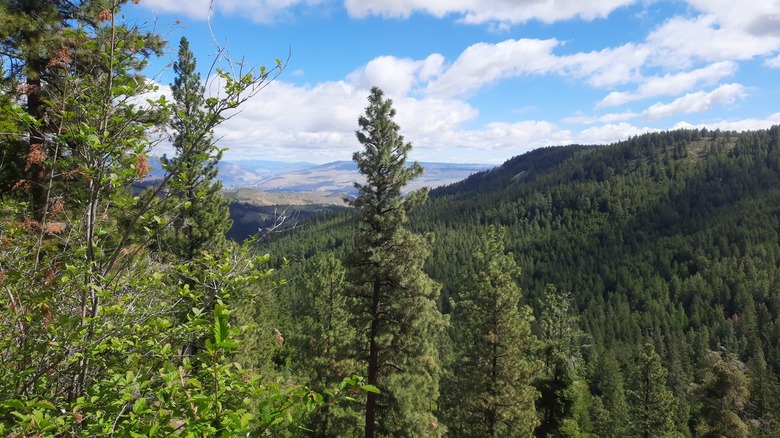 Pine trees and mountain views in Squilchuck State Park near Wenatchee, Washington