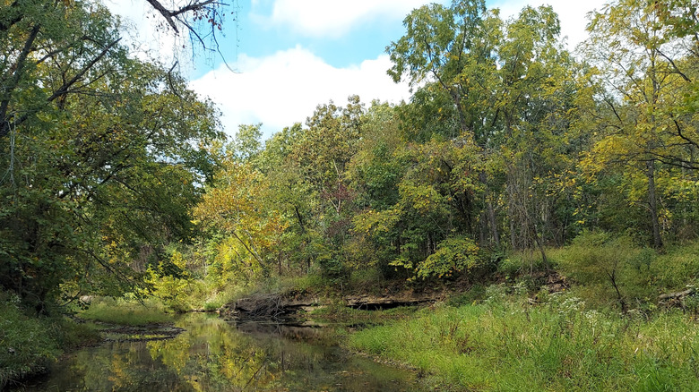 A stream in Whetstone Creek Conservation Area