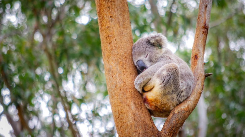 A sleeping koala nestled in the branches of a gum tree at the Koala Hospital in Port Macquarie