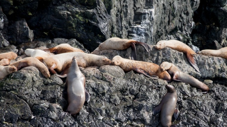 Fur seals on beach rocks at Cape Conran Coastal Park