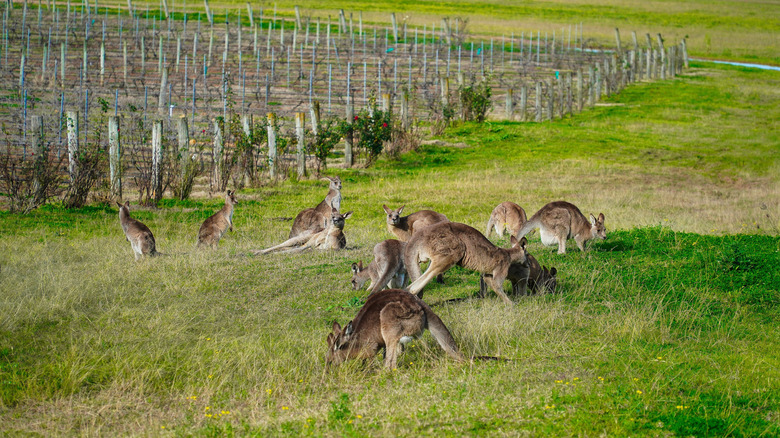 A herd of kangaroos feed and lounge on the pasture outside a vineyard