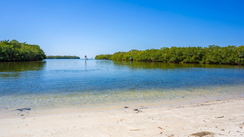 Sand beach in Florida mangroves