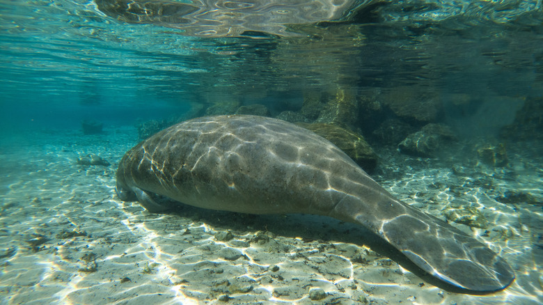 Manatee grazing in shallow waters