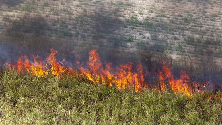 Burning sugarcane fields for harvest