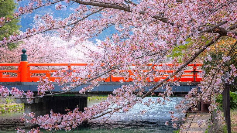Cherry blossoms over the canal at Okazaki Castle