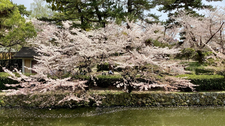 Cherry blossoms at the Oto River near Okazaki Castle