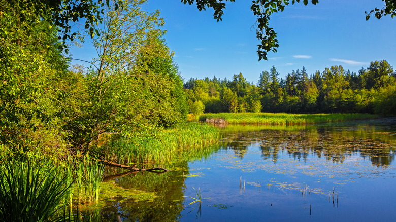 Green Timbers Park in Surrey