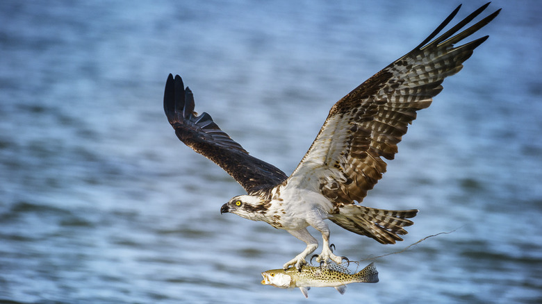 Osprey catching fish