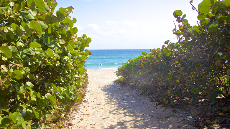 Path to the beach in Boynton Beach, Florida