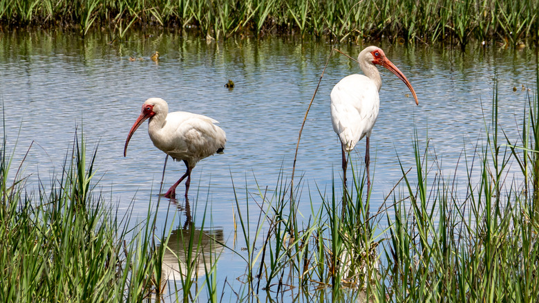 Two white ibises in marsh