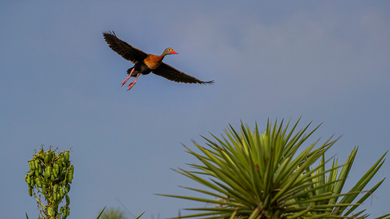 Whistling duck flying in Laguna Atacosa