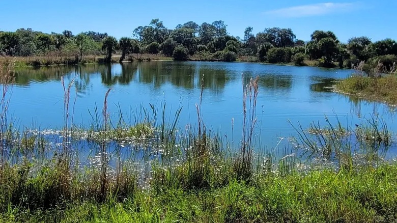 A pond surrounded by grass and trees