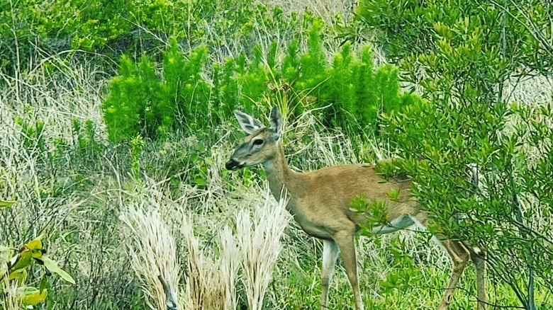A deer in the woods