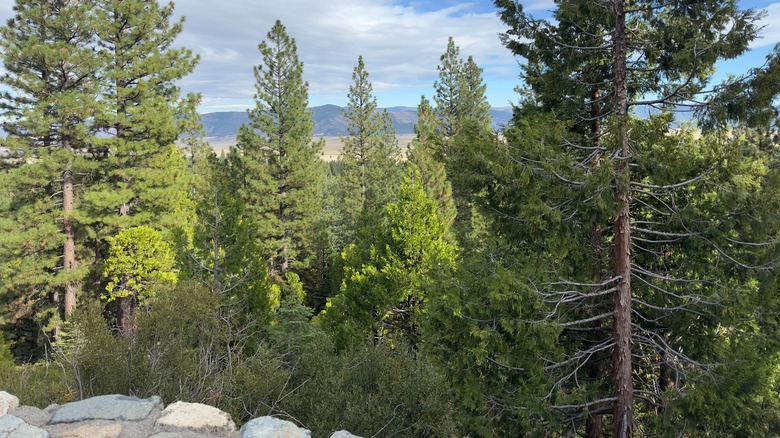 Forest overlooking mountains in Sierraville, California.