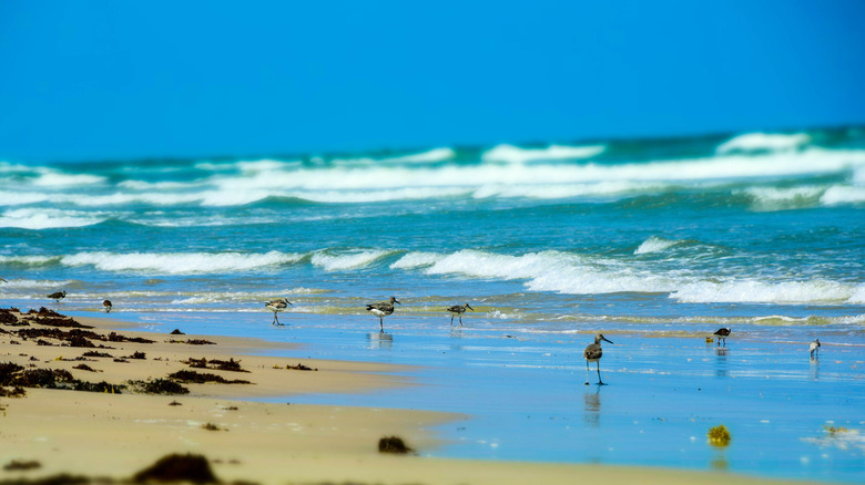 Malaquite Beach on the Padre Island National Seashore