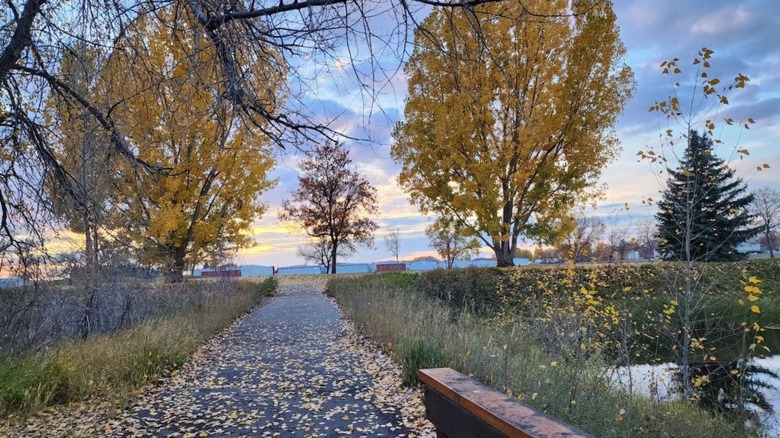 Fall leaves at Nature Park in Rexburg, ID