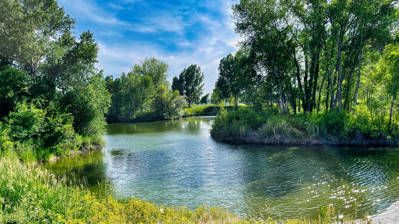 Springtime greenery at fishing pond in Nature Park