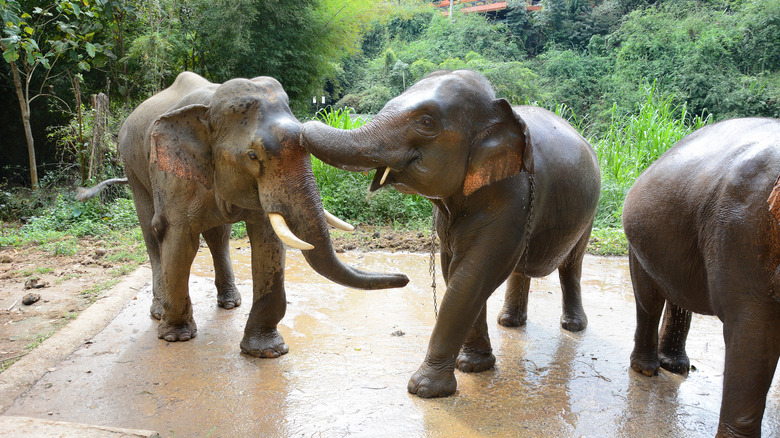 Elephants at Anantara Golden Triangle Elephant Camp