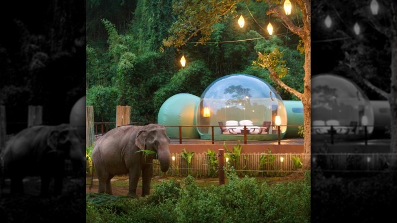 Anantara Golden Triangle Jungle Bubble with an elephant in foreground.