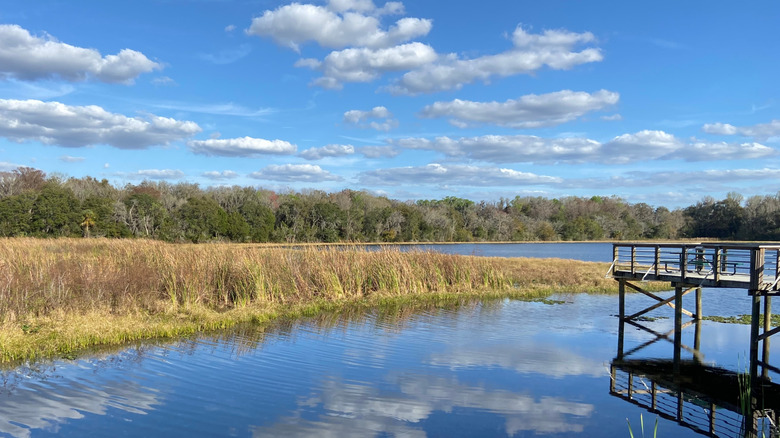 Lake hemmed by greenery with a wooden overlook in Inverness, Florida