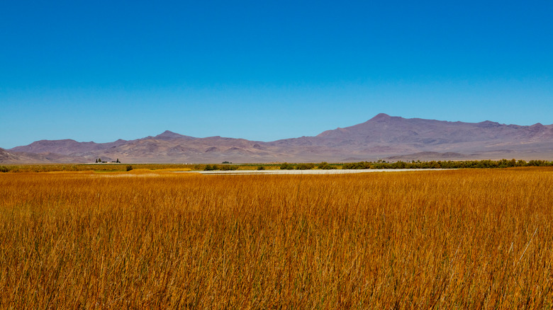 Wetland grassed Fly Ranch valley mountains