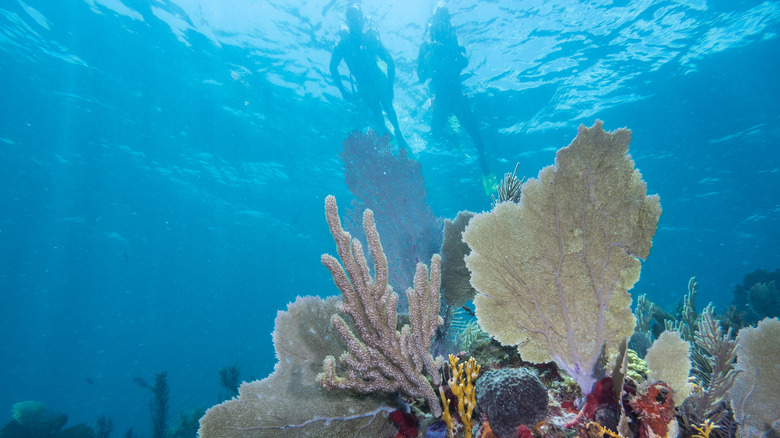 Coral reef with two snorkelers