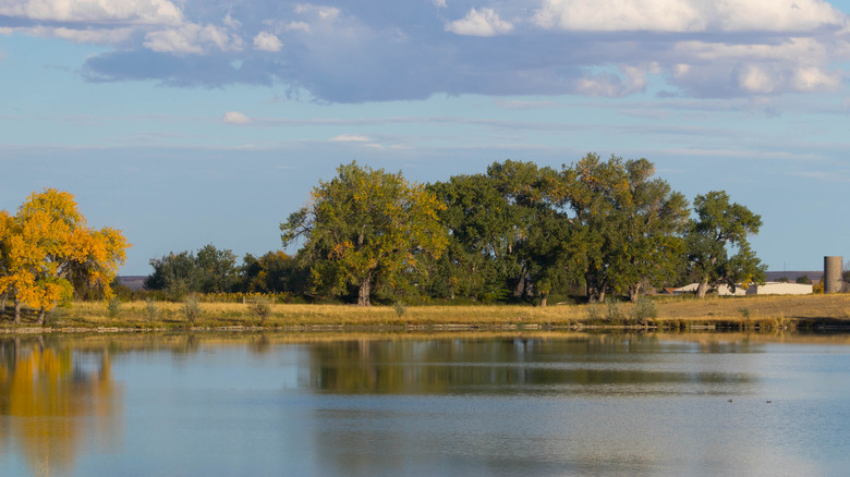 Grassy shore with trees along a reservoir in Colorado