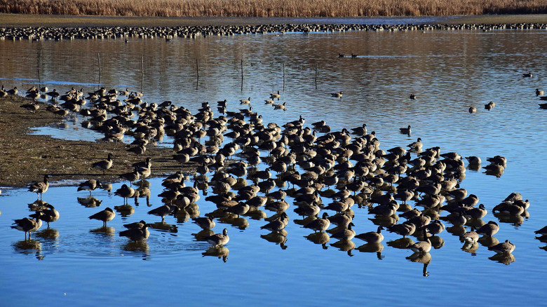 A flock of geese on a pond in Colorado